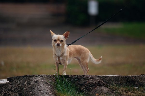 Top Heart-Boosting Nutrition Tips Seniors Need for a Thriving Life